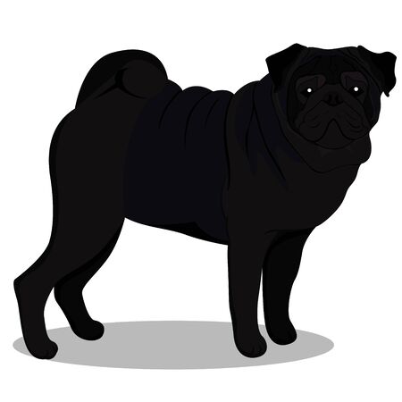Pug black cartoon. Vector imageのイラスト素材