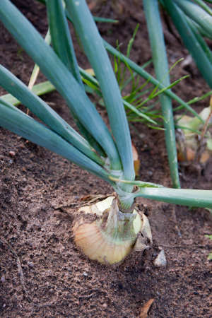 Organically grown onions with chives in the soil. Organic farming.の写真素材