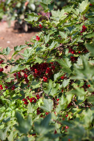 Organically grown red currant bush in rural area. Organic farming.