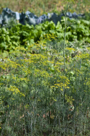 Organically grown dill in the soil. Organic farming in rural area.の写真素材