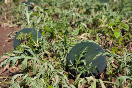 Organically grown watermelon in the garden. Organic farming in rural area.の写真素材