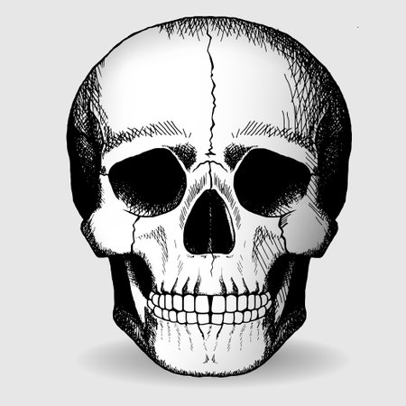Skull hand-drawn drawing. Vector illustration.のイラスト素材