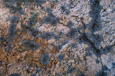 The texture of the ancient large rock is close-up with moss and lossy. Surface of stone breed