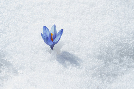 The first flowers - crocuses break from under the snow. Mountain spring flower that grows in the snowの写真素材