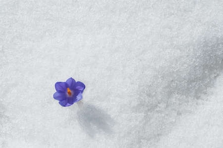 The first flowers - crocuses break from under the snow. Mountain spring flower that grows in the snowの写真素材