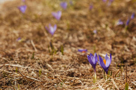 A bush of several crocus flowers that blooms among dry grass. Close-upの写真素材