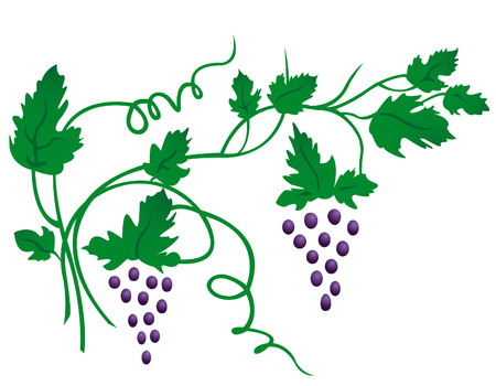 grapeのイラスト素材