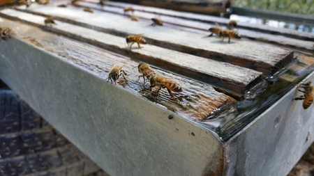 Bees in Cyprus
