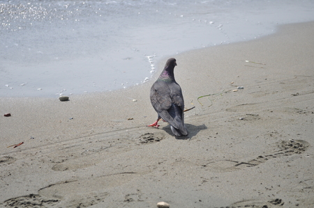 Limassol Beachの写真素材