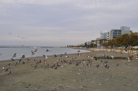 Limassol Beach Gullの写真素材