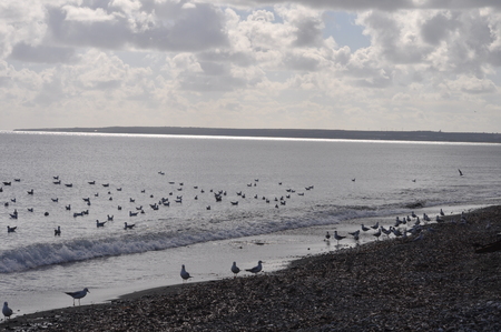 Limassol Beach Gull