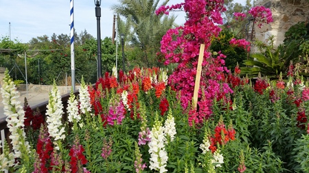 Flowers in Cyprus