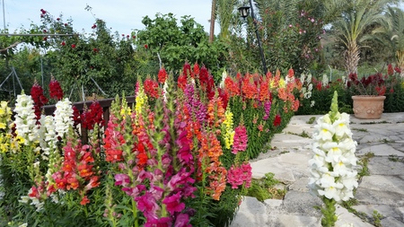 Flowers in Cyprusの写真素材