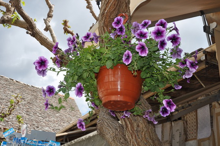 The beautiful Petunia flower in gardenのeditorial素材