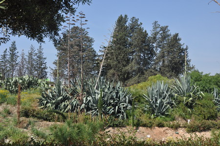 The beautiful Linear Park Along the Garyllis River Limassol (Cyprus)の写真素材