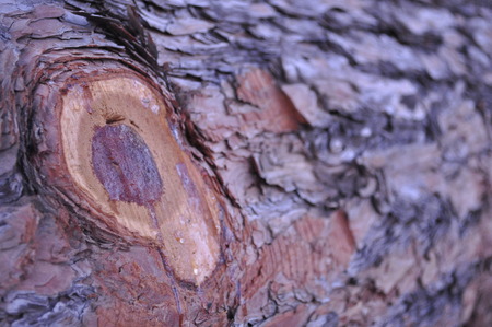 The beautiful cut tree trunk