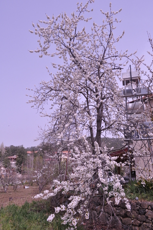 The beautiful Almond in farmlandの写真素材