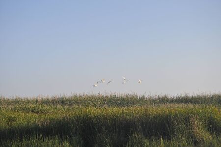 The beautiful birds Squacco Heron in the natural environmentの写真素材