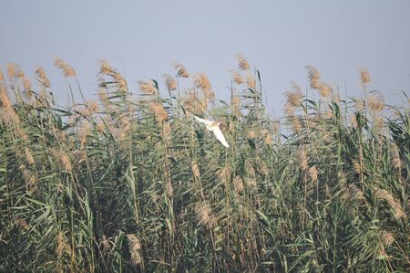 The beautiful birds Squacco Heron in the natural environmentの写真素材
