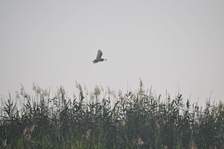 The beautiful birds Squacco Heron in the natural environmentの写真素材