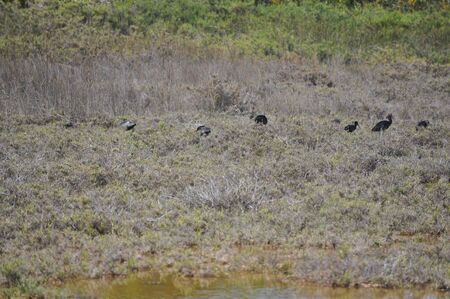 The beautiful birds glossy ibis in the natural environment