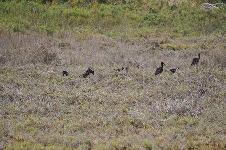 The beautiful birds glossy ibis in the natural environment