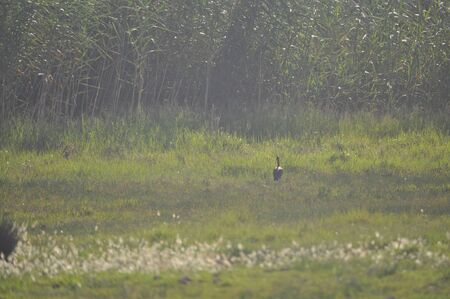 The beautiful birds glossy ibis in the natural environmentの写真素材