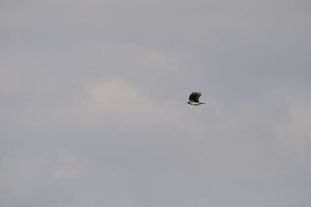 The beautiful bird Common raven in the natural environment