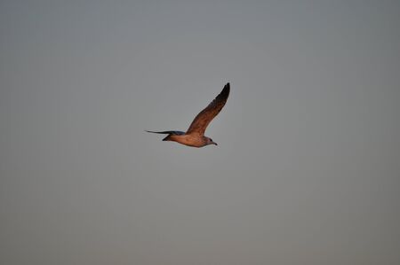 The beautiful bird European herring gull (Larus argentatus) in the natural environmentの写真素材