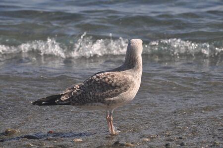 The beautiful bird European herring gull (Larus argentatus) in the natural environment