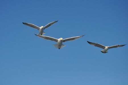 The beautiful bird European herring gull (Larus argentatus) in the natural environment