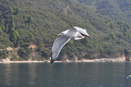 The beautiful bird European herring gull (Larus argentatus) in the natural environmentの写真素材
