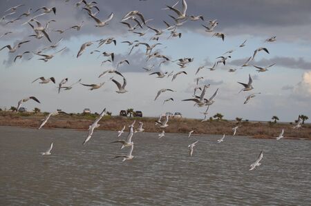 The beautiful bird Larus ridibundus (Black-headed Gull) in the natural environment