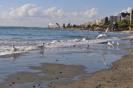 The beautiful bird Larus ridibundus (Black-headed Gull) in the natural environmentの写真素材