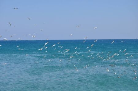 The beautiful bird Larus ridibundus (Black-headed Gull) in the natural environment
