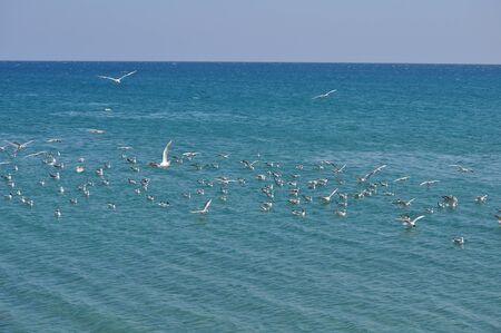 The beautiful bird Larus ridibundus (Black-headed Gull) in the natural environmentの写真素材