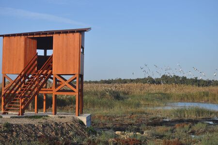 The beautiful bird Larus ridibundus (Black-headed Gull) in the natural environmentの写真素材