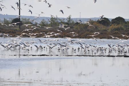 The beautiful bird Larus ridibundus (Black-headed Gull) in the natural environment