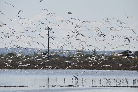 The beautiful bird Larus ridibundus (Black-headed Gull) in the natural environment