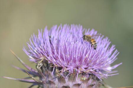 The beautiful insect bee in the natural environmentの写真素材