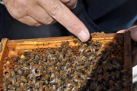 The beautiful insect bee in the natural environment