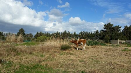 The beautiful Animal Cow in the natural environment