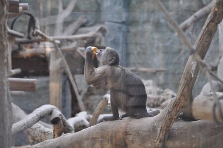 The beautiful Animal Monkey in the natural environment (farm)の写真素材