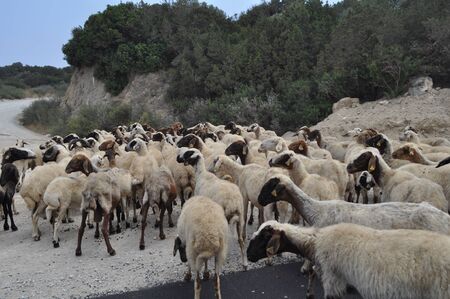 The beautiful Animal Sheep in the natural environment (farm)の写真素材