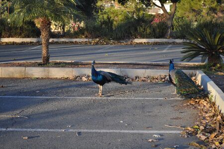 The beautiful Animal Peacock in the natural environment (farm)の写真素材