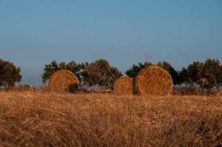 The beautiful Wheat in farmland