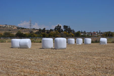 The beautiful Wheat in farmlandの写真素材