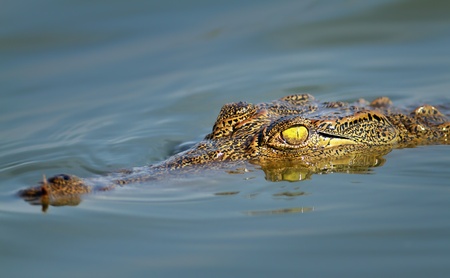 Close-up of an immature Nile crocodile ( crocodylus niloticus )の写真素材