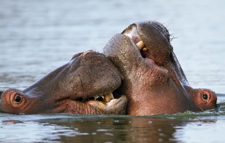 Close-up of two hippoの写真素材