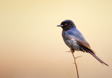 Flycatcher perched on a thin branch ( South Africa)の写真素材